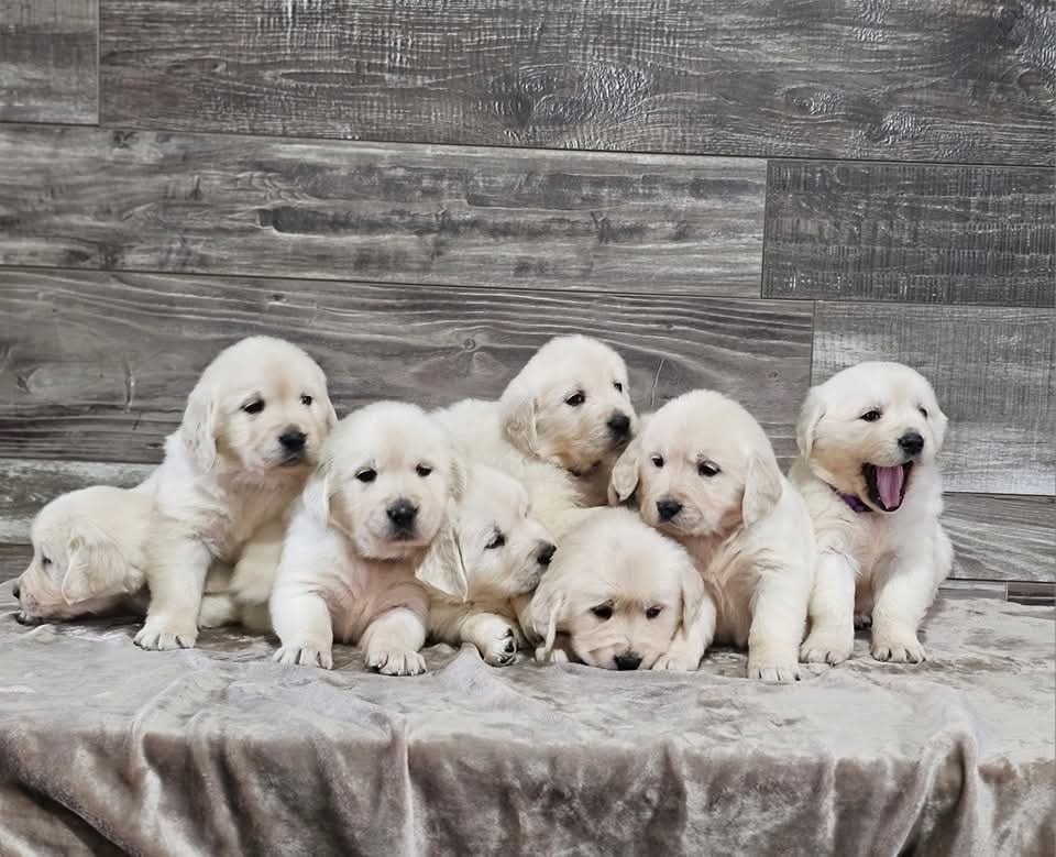 English Cream Golden Retriever Puppies
